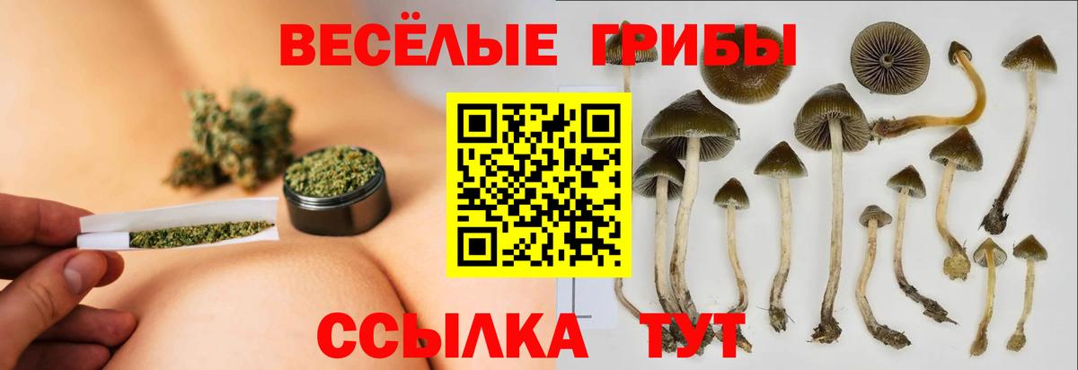 Псилоцибиновые грибы Psilocybine cubensis Семилуки